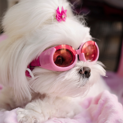 Anxious Dogs and Bath Time: Making Self-Service Dog Washing Stress-Free