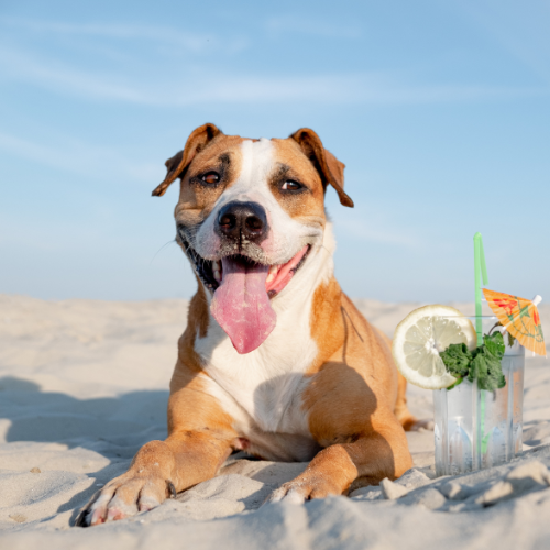 Muddy Paws Season: Why Denver Dogs Need More Frequent Baths
