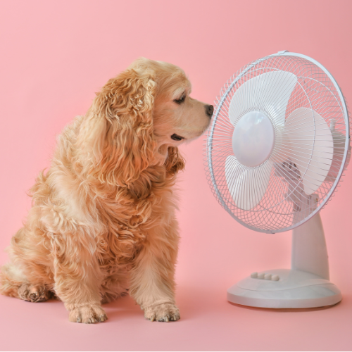 Self-Service Dog Washing: A Complete Beginner's Guide