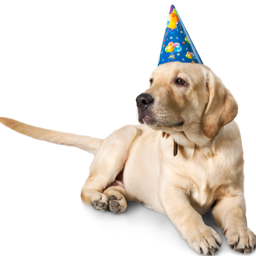 The Ultimate Guide to Dog Washing in Denver's RiNo District